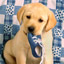 chiot
